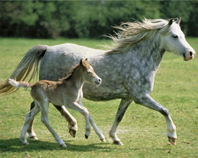 Marcos para cuadros laminas enmarcados, Mother pride